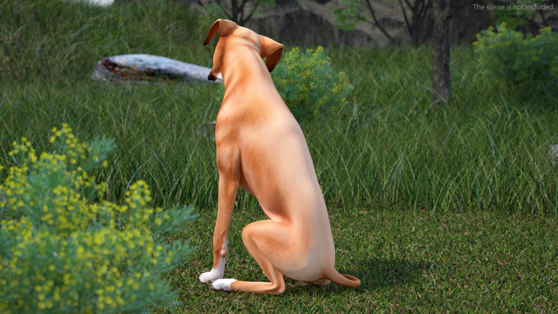 Sitting Dog Boxer 3D https://p.turbosquid.com/ts-thumb/Vx/RKHwWy/OS/sittingdogboxer3dsmodel003/jpg/1719995413/1920x1080/fit_q87/0574cd1e6ac5c110df87938818eb75c18807210a/sittingdogboxer3dsmodel003.jpg
