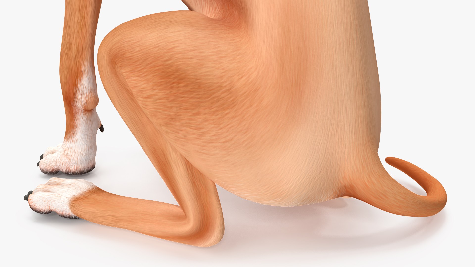Sitting Dog Boxer 3D https://p.turbosquid.com/ts-thumb/Vx/RKHwWy/UM/sittingdogboxer3dsmodel014/jpg/1719995466/1920x1080/fit_q87/115a98f663848b8aff0dd37030d2fb48825e7d31/sittingdogboxer3dsmodel014.jpg