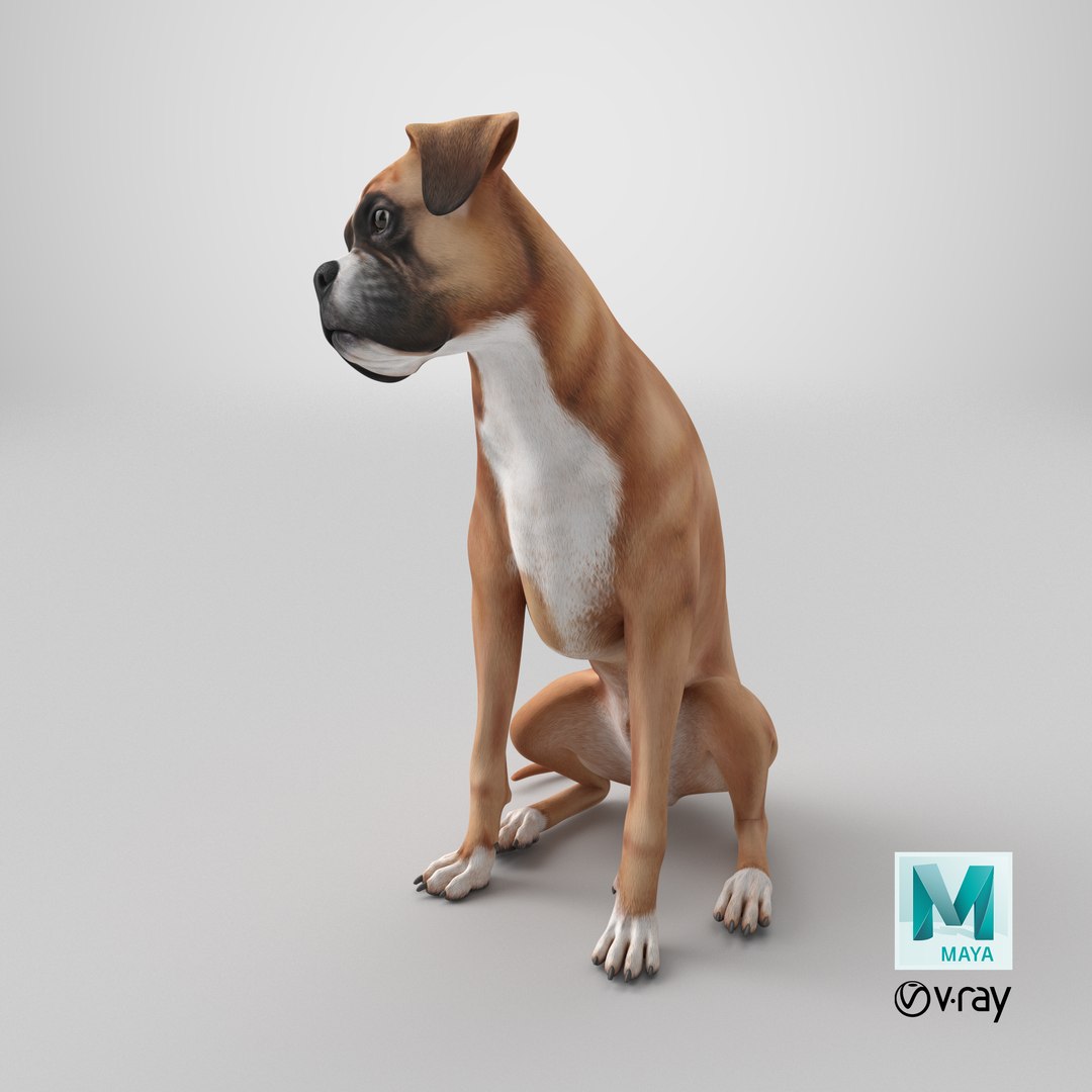Sitting Dog Boxer 3D https://p.turbosquid.com/ts-thumb/Vx/RKHwWy/YY/stemcell_maya_vray_render/png/1723039851/1920x1080/fit_q87/80eef91acb8d1813a50ab9e78c64cfa7ceaa02b7/stemcell_maya_vray_render.jpg
