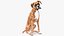 座っている犬ボクサー
