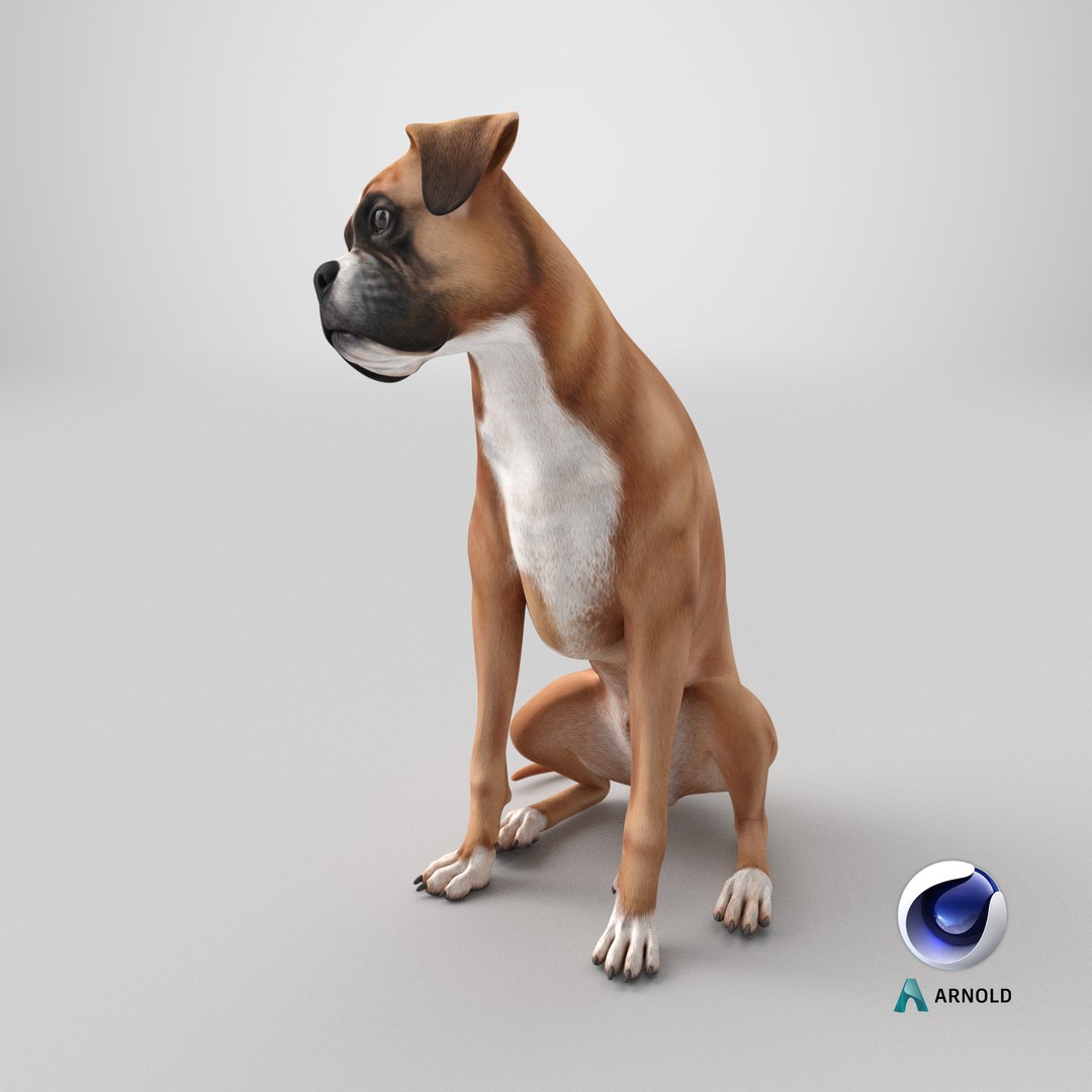 Sitting Dog Boxer 3D https://p.turbosquid.com/ts-thumb/Vx/RKHwWy/gB/stemcell_cinema_4d_arnold_render/png/1723039853/1920x1080/fit_q87/f148991ee751bd25ce07dc2dc648d2447a99ec4f/stemcell_cinema_4d_arnold_render.jpg