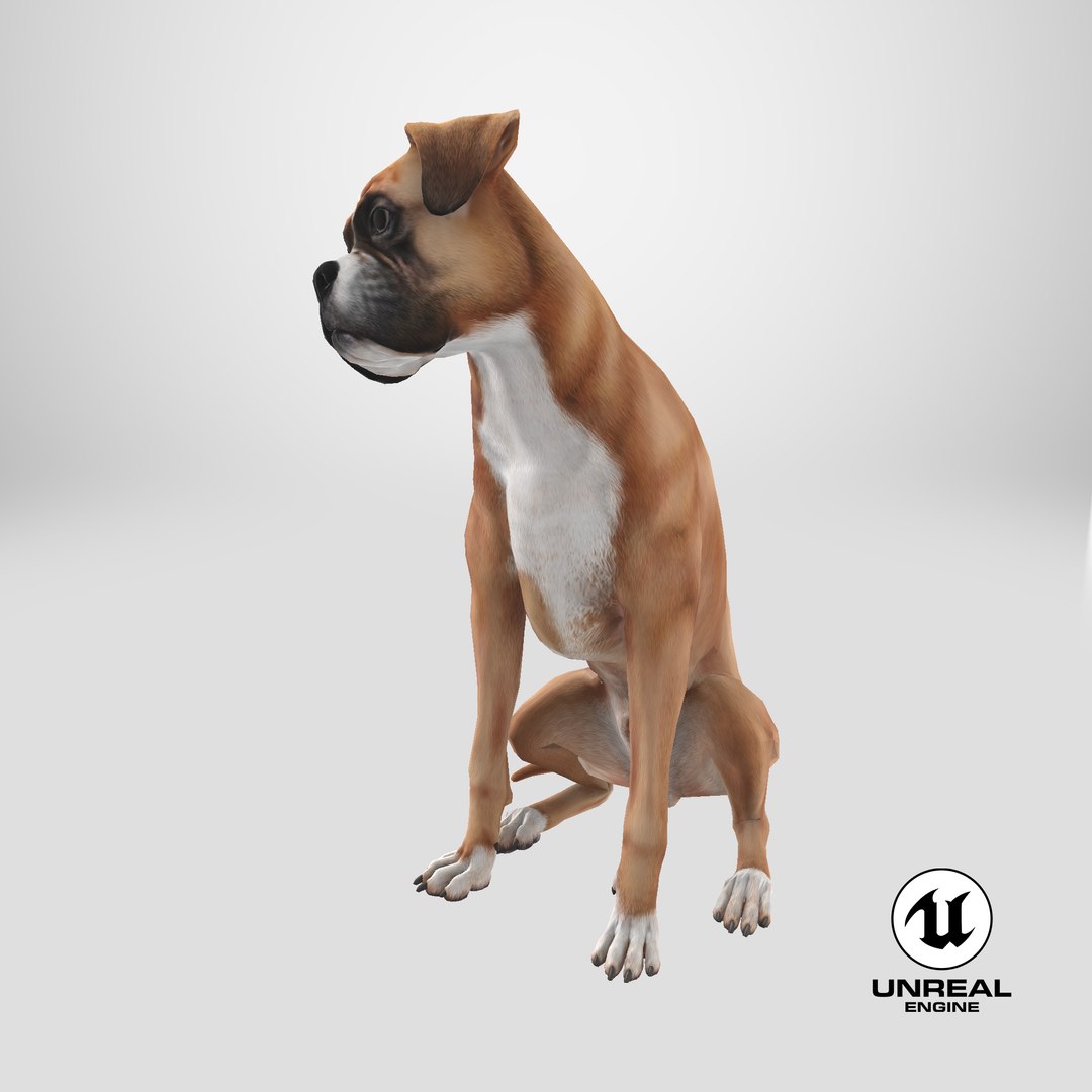Sitting Dog Boxer 3D https://p.turbosquid.com/ts-thumb/Vx/RKHwWy/gf/stemcell_unreal_render/png/1723039863/1920x1080/fit_q87/6588f5a38ac93eb92f144814538e822c852c5a3f/stemcell_unreal_render.jpg