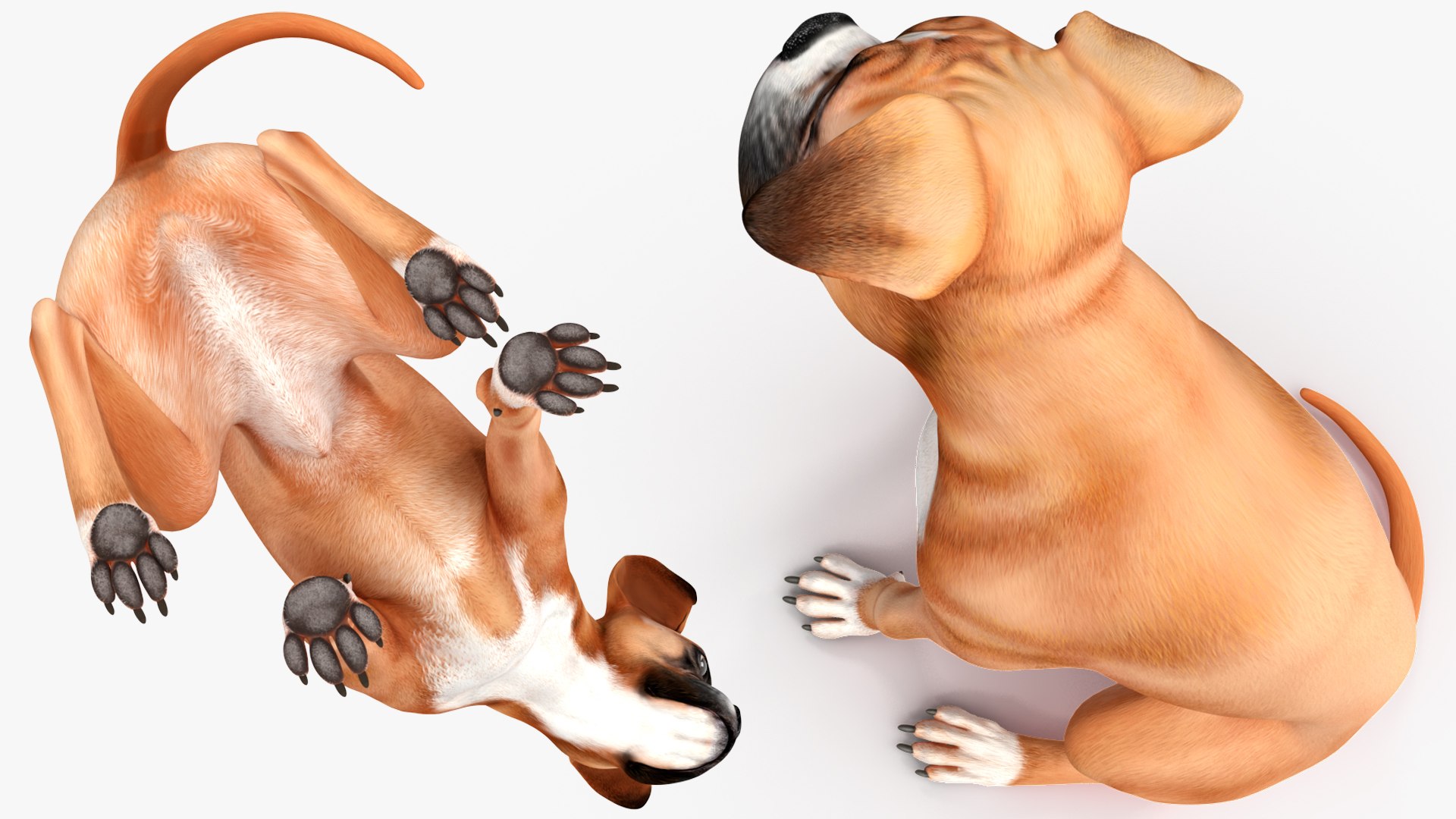 Sitting Dog Boxer 3D https://p.turbosquid.com/ts-thumb/Vx/RKHwWy/j8/sittingdogboxer3dsmodel010/jpg/1719995450/1920x1080/fit_q87/538fb9f93a4e3b7c6096b0957049f543d97de754/sittingdogboxer3dsmodel010.jpg