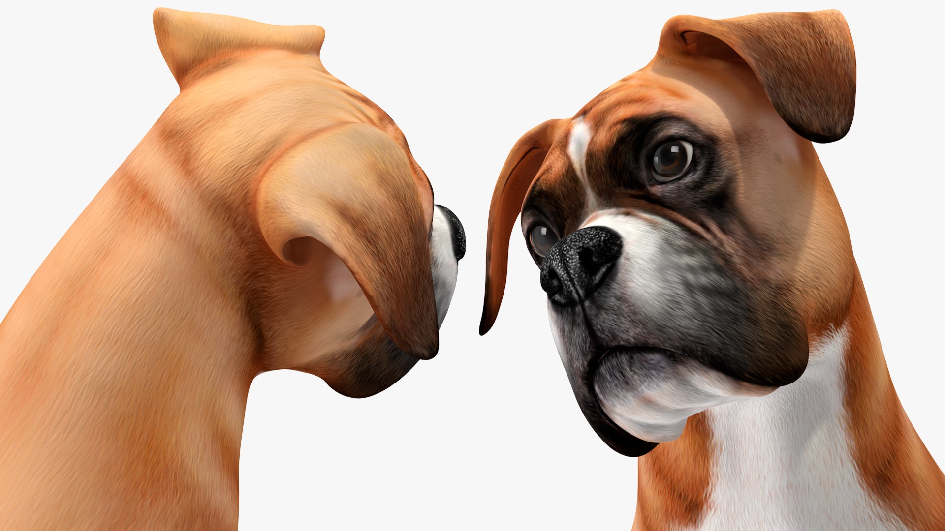 Sitting Dog Boxer 3D https://p.turbosquid.com/ts-thumb/Vx/RKHwWy/oX/sittingdogboxer3dsmodel015/jpg/1719995471/1920x1080/fit_q87/796513b61a7e133b535b6297b56c40adc8dd5c74/sittingdogboxer3dsmodel015.jpg
