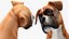 座っている犬ボクサー