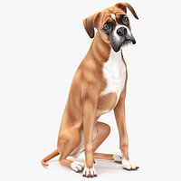 Sitting Dog Boxer