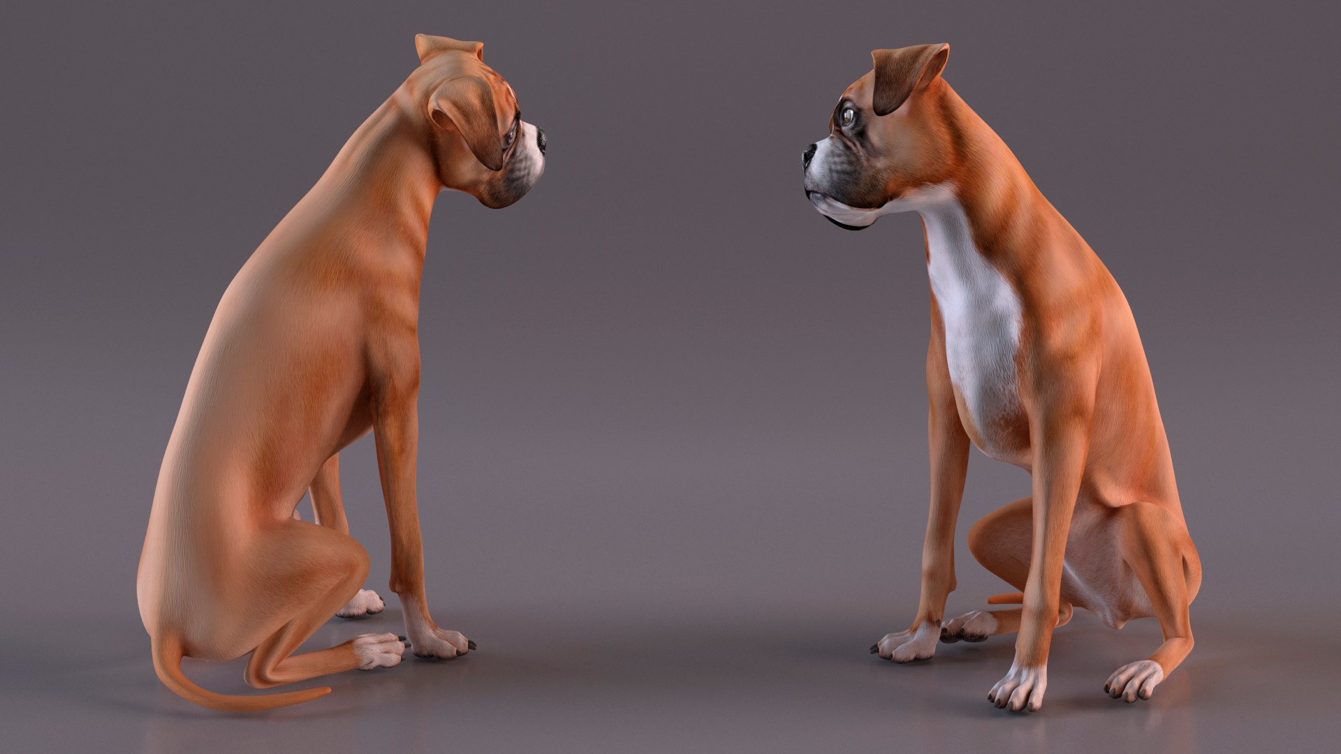 Sitting Dog Boxer 3D https://p.turbosquid.com/ts-thumb/Vx/RKHwWy/vJ/sittingdogboxer3dsmodel007/jpg/1719995435/1920x1080/fit_q87/27d4febbaee55ee17e98249b8f673ce40f3c305e/sittingdogboxer3dsmodel007.jpg
