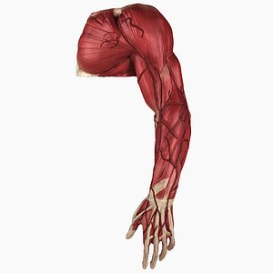 complete male arm anatomy 3D model