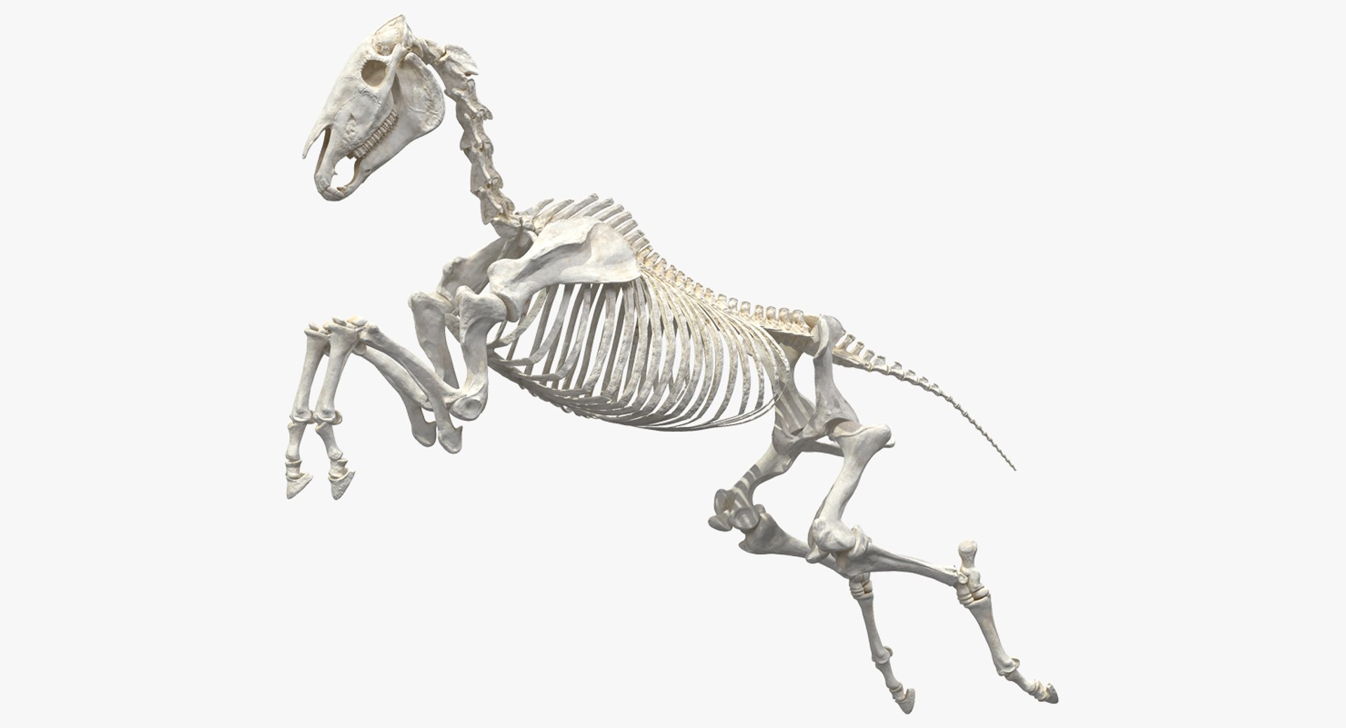 Jumping Horse Skeleton 3D model preview