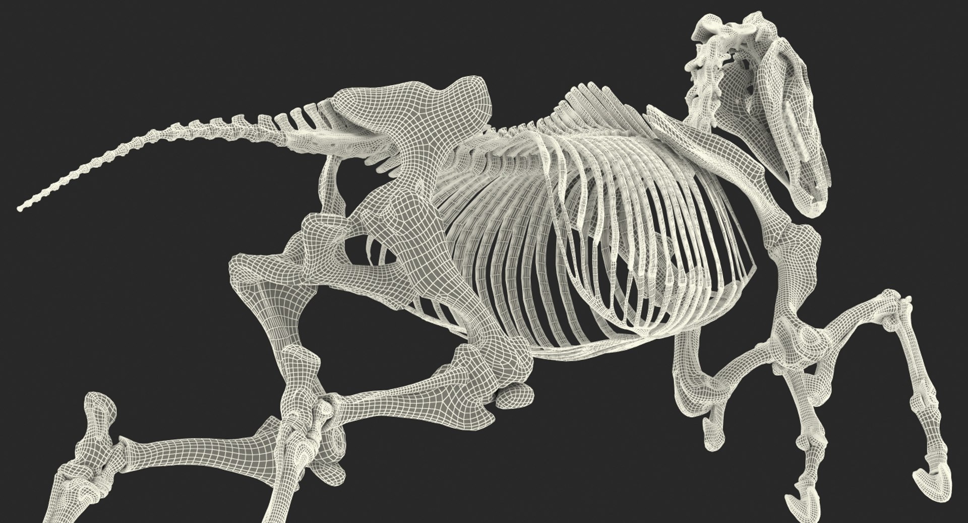 Jumping Horse Skeleton 3D Model - TurboSquid 1341399