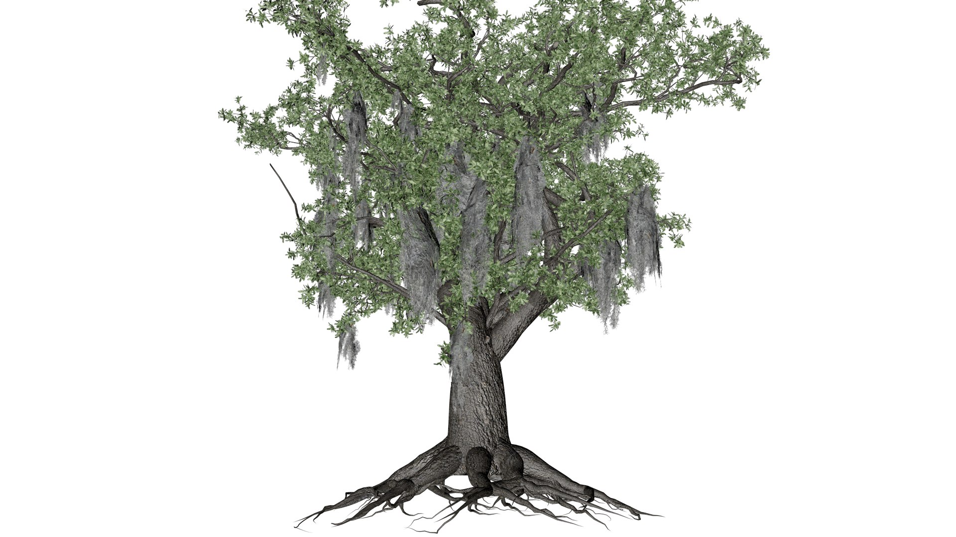 Live Oak Tree - 06 - model https://p.turbosquid.com/ts-thumb/Vx/c3gret/Lz/liv_62/png/1742214885/1920x1080/fit_q87/3ff9a4ecf0988c05f747daef8ba198db0d406a3e/liv_62.jpg