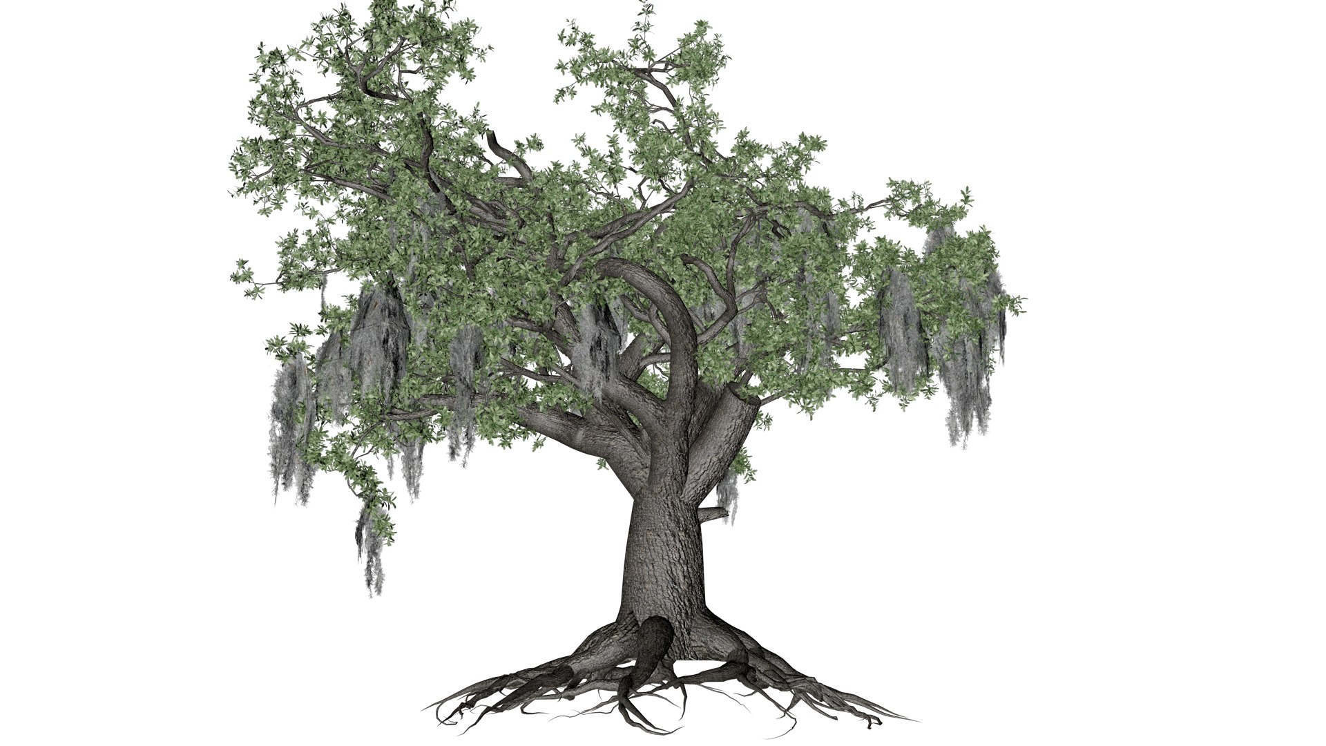 Live Oak Tree - 06 - model https://p.turbosquid.com/ts-thumb/Vx/c3gret/OY/liv_63/png/1742214886/1920x1080/fit_q87/d52f70772a972797ad8694a99f323809e8ce2a01/liv_63.jpg