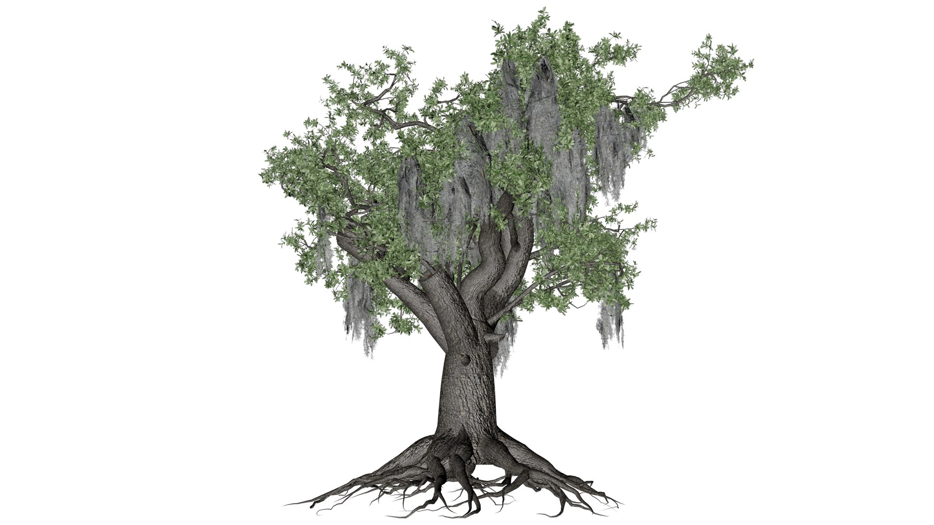 Live Oak Tree - 06 - model https://p.turbosquid.com/ts-thumb/Vx/c3gret/aN/liv_6/png/1742214884/1920x1080/fit_q87/13eab04ed62f1e473e8d625e81cc9c3849e6dcde/liv_6.jpg
