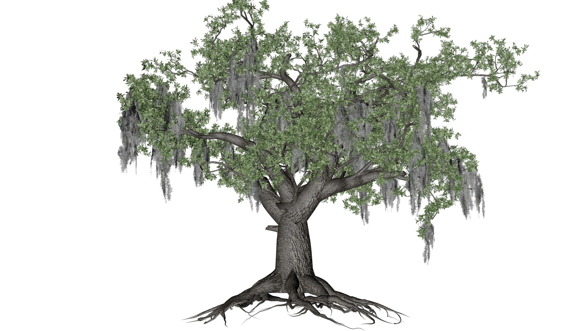 Live Oak Tree - 06 - model https://p.turbosquid.com/ts-thumb/Vx/c3gret/j1/liv_61/png/1742214884/1920x1080/fit_q87/a32ca735013e7b3cb76d990decc319fd25299056/liv_61.jpg