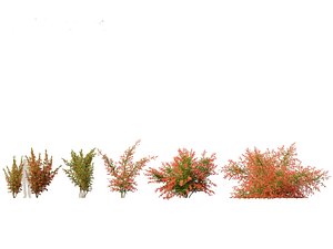 3D Pyracantha coccinea - Scarlet firethorn 01