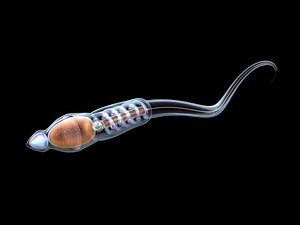3D male sperm cell animations