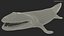 Tiktaalik Extinct Sarcopterygian