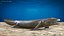 Tiktaalik Extinct Sarcopterygian