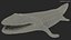 Tiktaalik Extinct Sarcopterygian