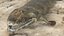 Tiktaalik Extinct Sarcopterygian