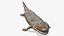 Tiktaalik Extinct Sarcopterygian
