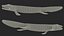 Tiktaalik Extinct Sarcopterygian