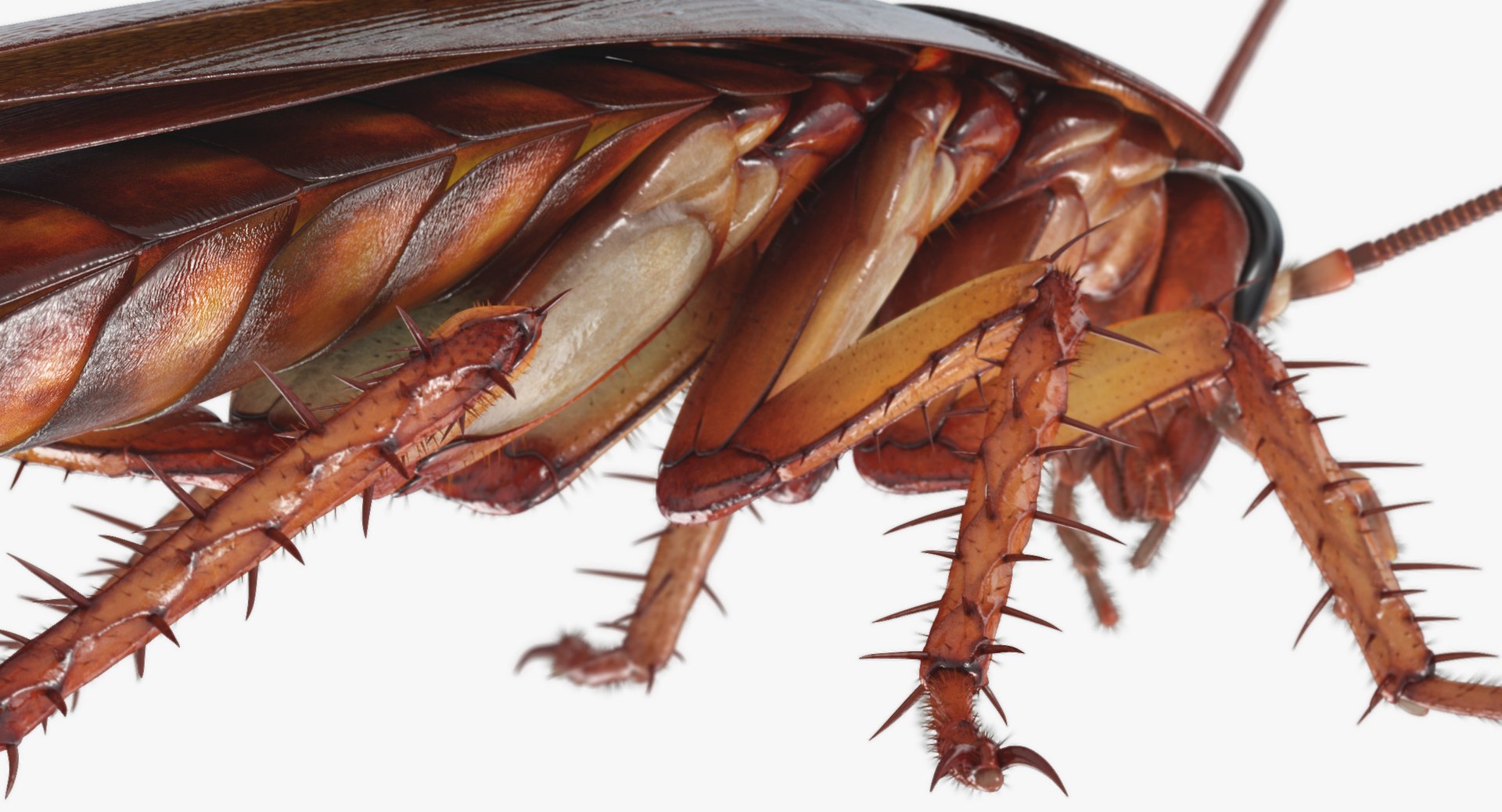 3D cockroach american animation https://p.turbosquid.com/ts-thumb/Vx/xZbP6W/0zgUOeSD/cockroach_angles_00045/jpg/1527408137/1920x1080/fit_q87/84cdc48edf047fdfab89ffed28eab4fb23cab984/cockroach_angles_00045.jpg