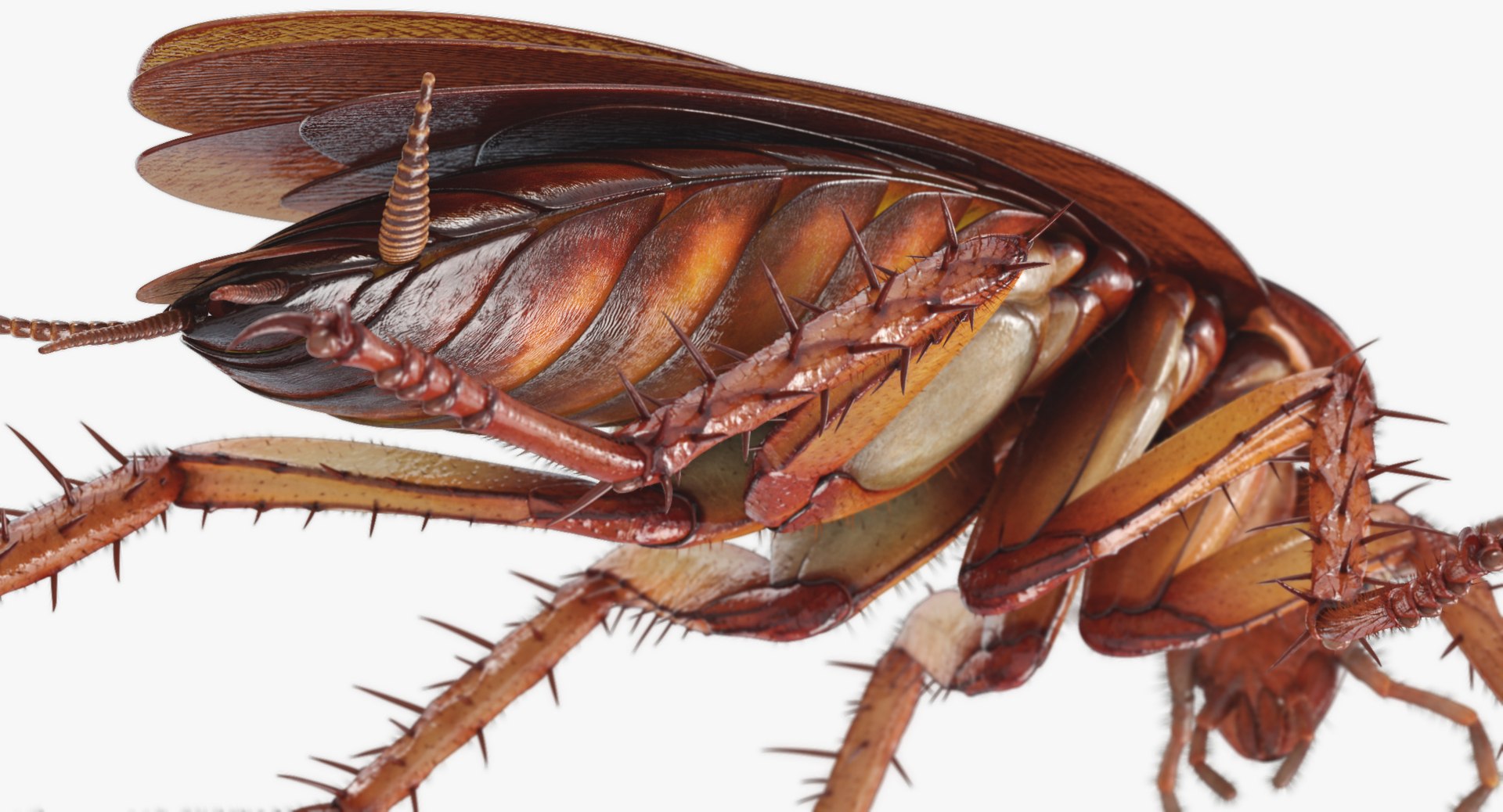 3D cockroach american animation https://p.turbosquid.com/ts-thumb/Vx/xZbP6W/1QqNeQ1I/cockroach_angles_00043/jpg/1527408137/1920x1080/fit_q87/93398f55da37b5e251cb2681785ef2a71b28c240/cockroach_angles_00043.jpg