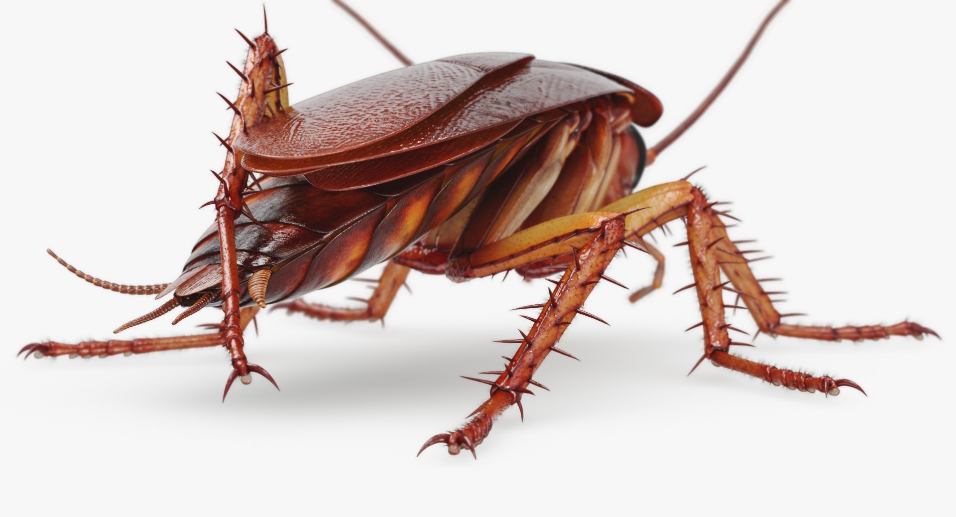 3D cockroach american animation https://p.turbosquid.com/ts-thumb/Vx/xZbP6W/2bUzDNQS/cockroach_angles_00026/jpg/1527408136/1920x1080/fit_q87/927e0998044171dee7896fb8a8bd01fd808ad3af/cockroach_angles_00026.jpg