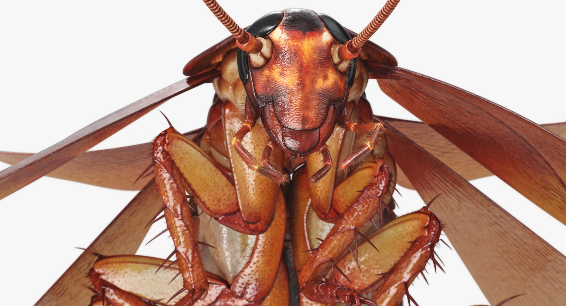3D cockroach american animation https://p.turbosquid.com/ts-thumb/Vx/xZbP6W/38e83AHT/cockroach_angles_00031/jpg/1527408137/1920x1080/fit_q87/87346eb3e80433804ed1a85ad310551b10d52ae4/cockroach_angles_00031.jpg