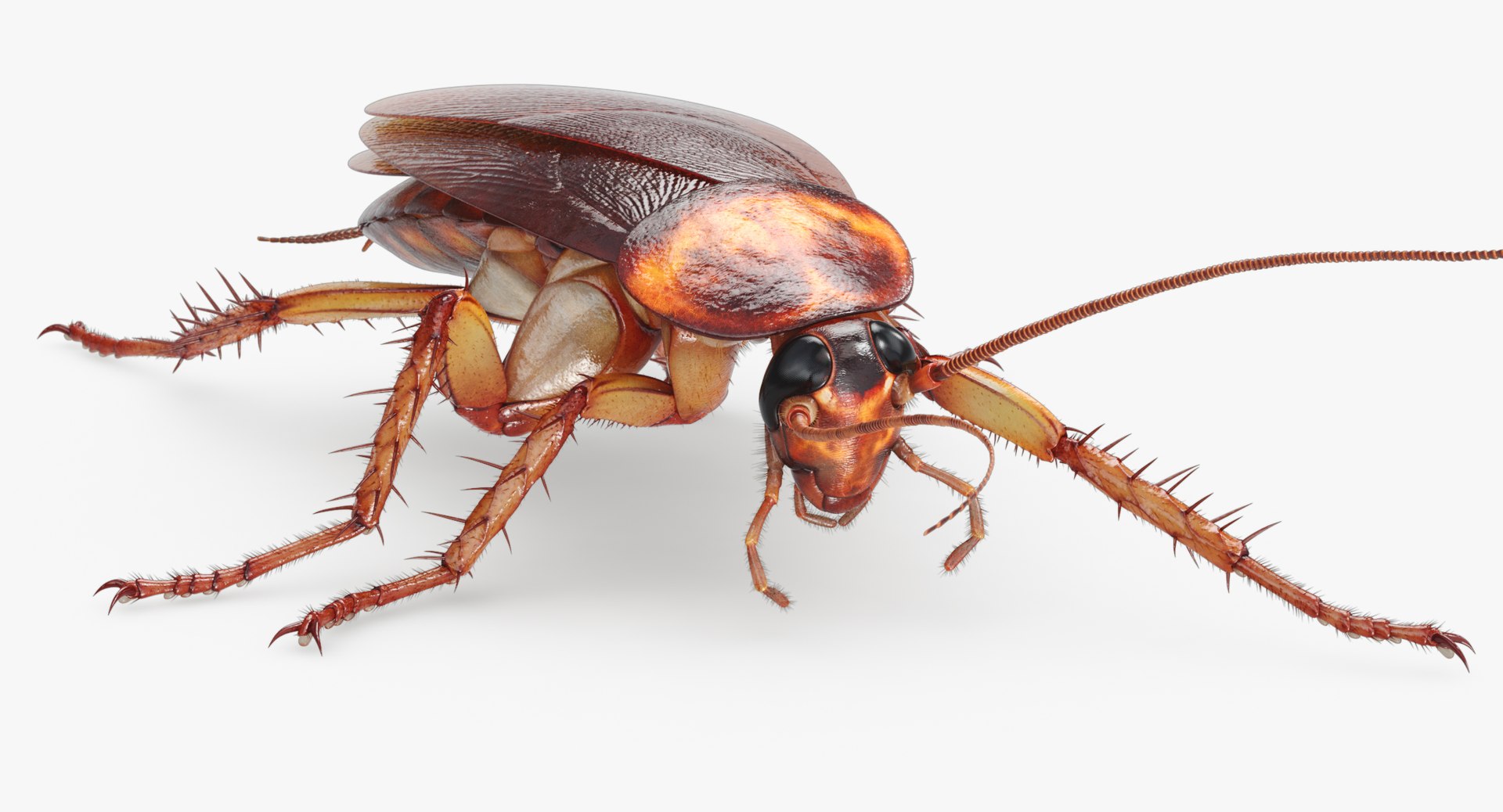 3D cockroach american animation https://p.turbosquid.com/ts-thumb/Vx/xZbP6W/IcDzkfG1/cockroach_angles_00003/jpg/1527408136/1920x1080/fit_q87/2cfc08e83b3f2eb2074524626e15afdfc4de76ed/cockroach_angles_00003.jpg