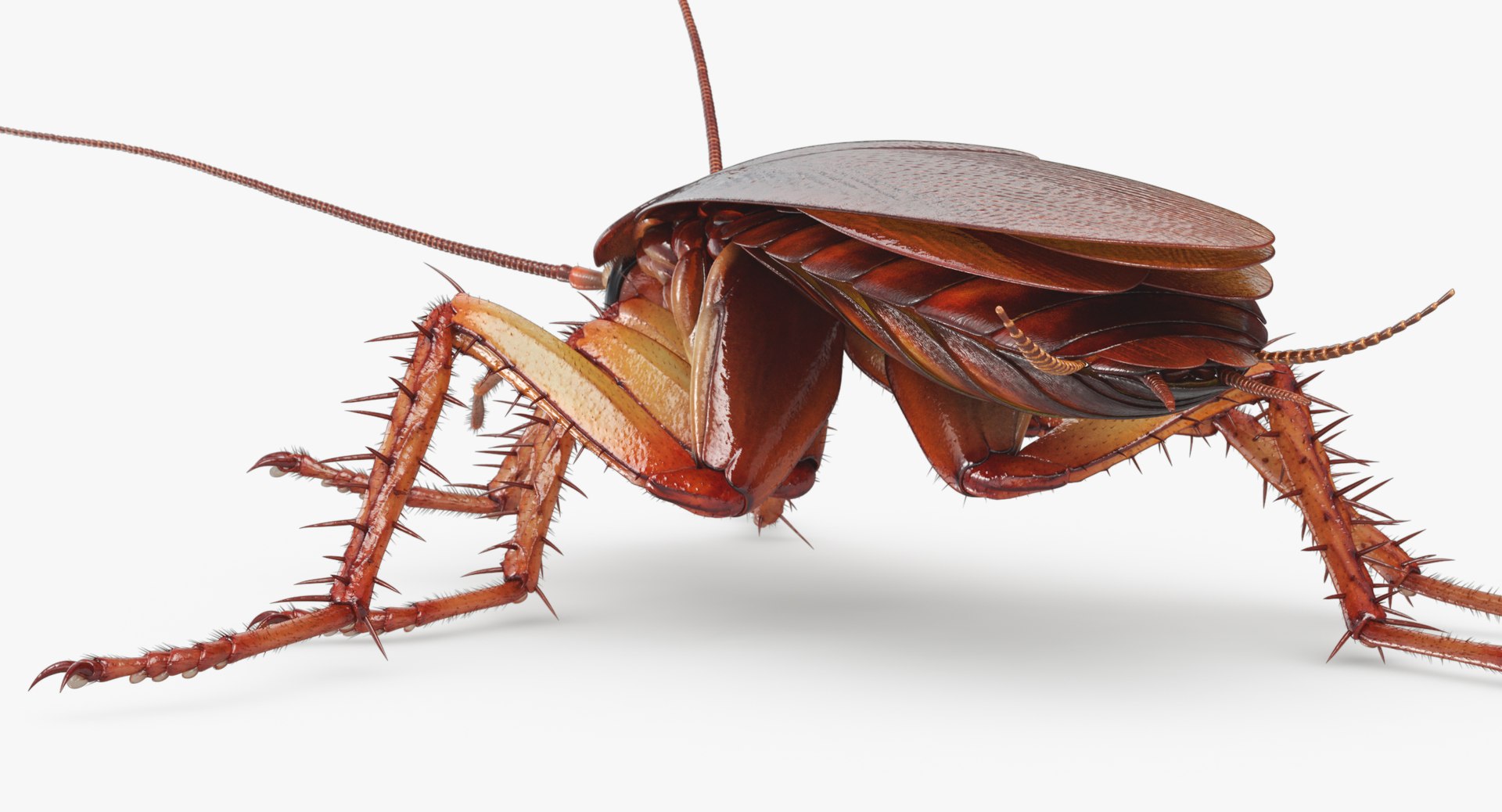 3D cockroach american animation https://p.turbosquid.com/ts-thumb/Vx/xZbP6W/KAWenlnb/cockroach_angles_00016/jpg/1527408136/1920x1080/fit_q87/f0da051f093f6b9c547f8cb0d831c75ddaaebd90/cockroach_angles_00016.jpg