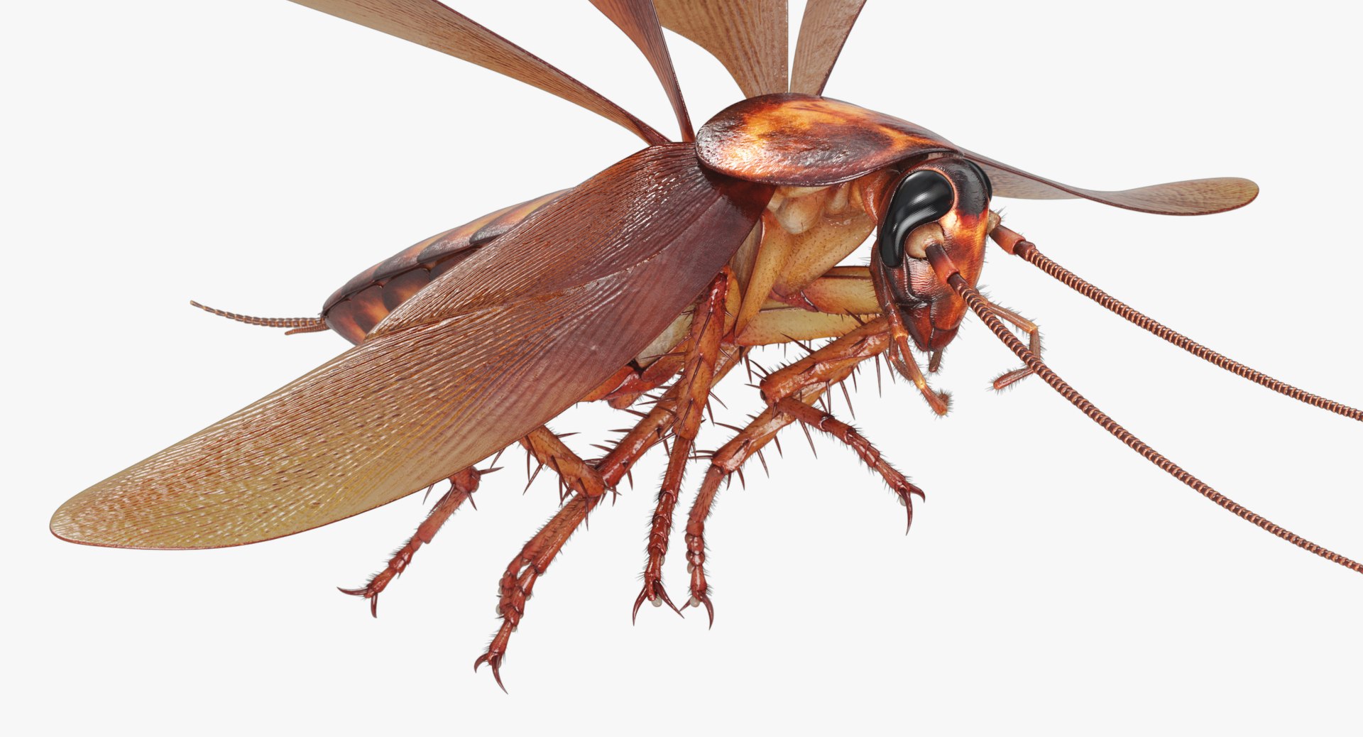 3D cockroach american animation https://p.turbosquid.com/ts-thumb/Vx/xZbP6W/RTELtWlC/cockroach_angles_00034/jpg/1527408137/1920x1080/fit_q87/cd0f90639aac2a300d6b1e071c66f7073be791b1/cockroach_angles_00034.jpg