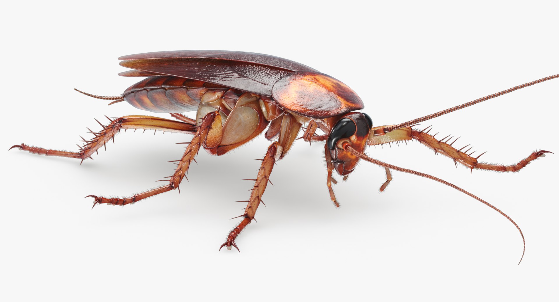 3D cockroach american animation https://p.turbosquid.com/ts-thumb/Vx/xZbP6W/U8o1C3s2/cockroach_angles_00001/jpg/1527408136/1920x1080/fit_q87/230c97175b1a575cfef91585d47a4fe3a000de4b/cockroach_angles_00001.jpg