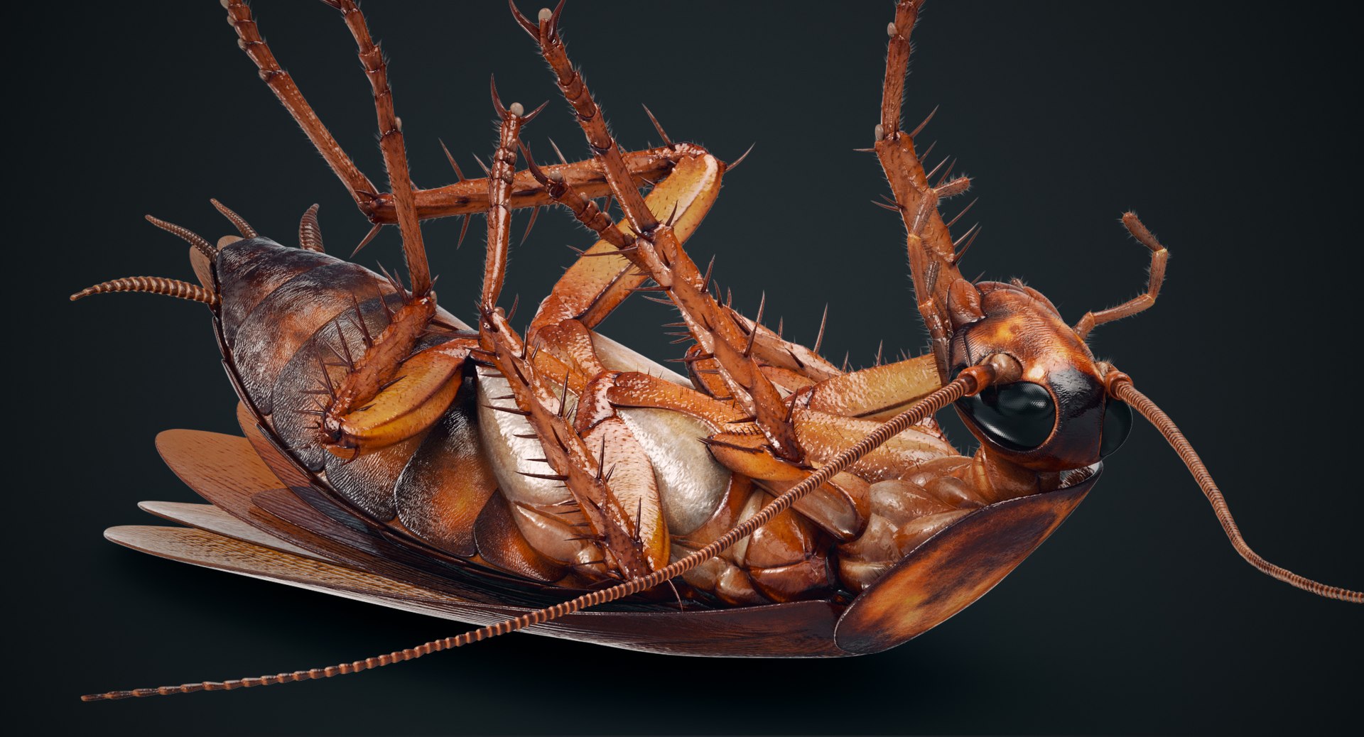 3D cockroach american animation https://p.turbosquid.com/ts-thumb/Vx/xZbP6W/aw1HEkOS/cockroach_dark_00013/jpg/1527406725/1920x1080/fit_q87/6337d09b149d4d8d756ce87a93102fd514a1c58f/cockroach_dark_00013.jpg