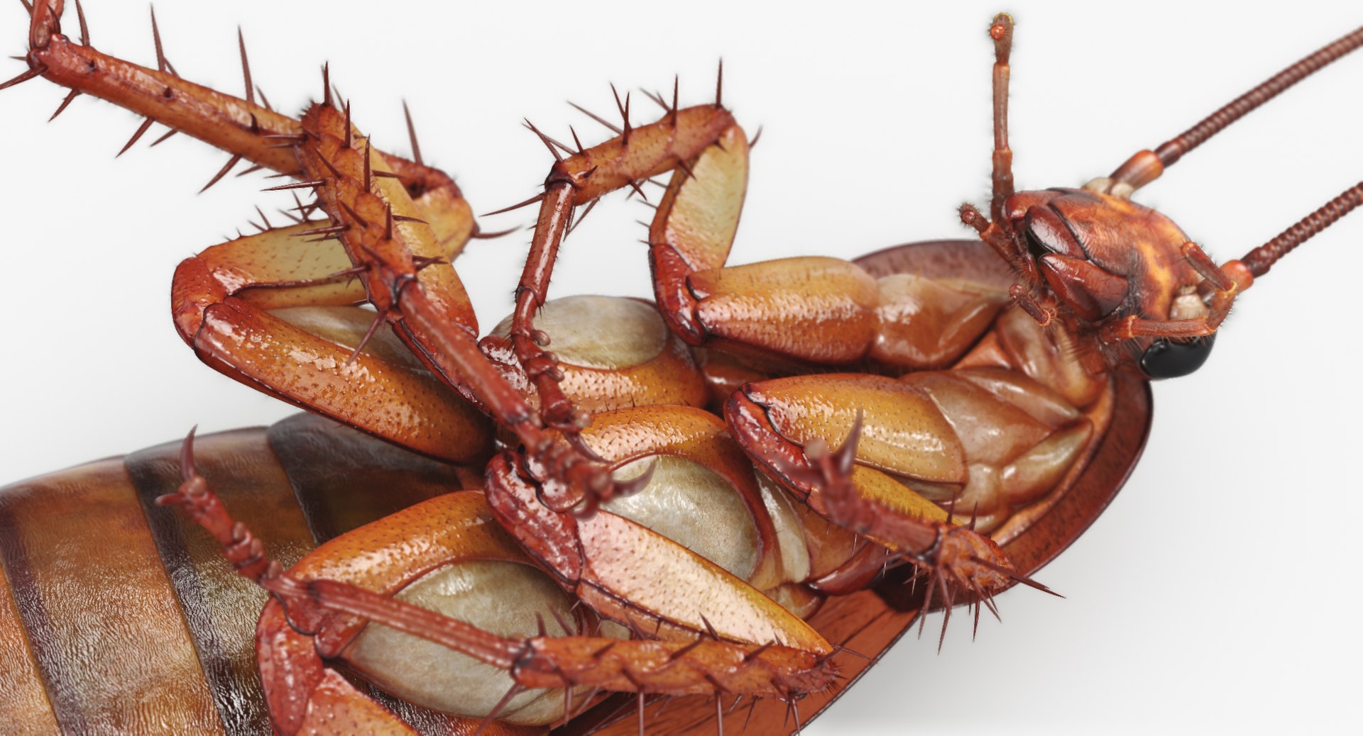 3D cockroach american animation https://p.turbosquid.com/ts-thumb/Vx/xZbP6W/cQ0pyn3W/cockroach_angles_00007/jpg/1527408136/1920x1080/fit_q87/20d6551496b4856ec18c528d5a5f5a9ac873b4a3/cockroach_angles_00007.jpg