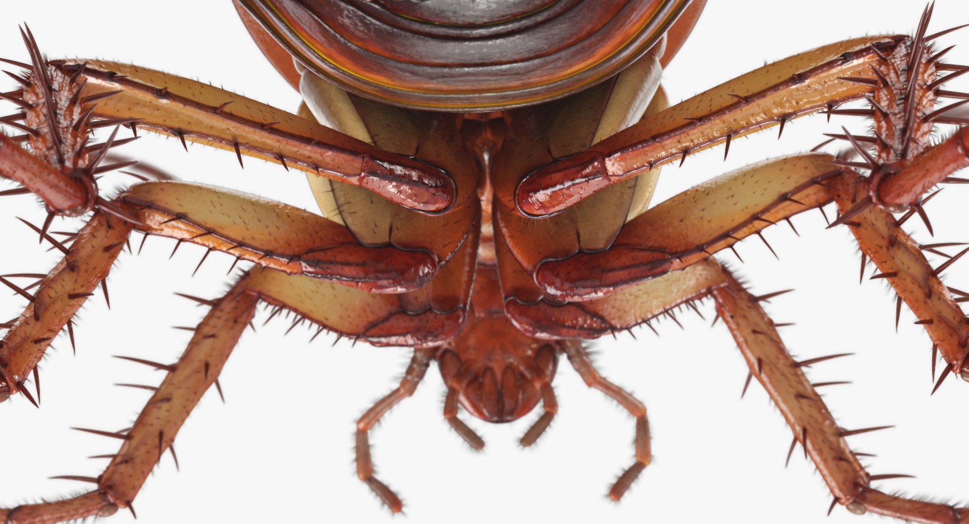 3D cockroach american animation https://p.turbosquid.com/ts-thumb/Vx/xZbP6W/fazzN4hk/cockroach_angles_00044/jpg/1527408137/1920x1080/fit_q87/87b80789f5aaa89c9adca07543b5670dc5f572d5/cockroach_angles_00044.jpg