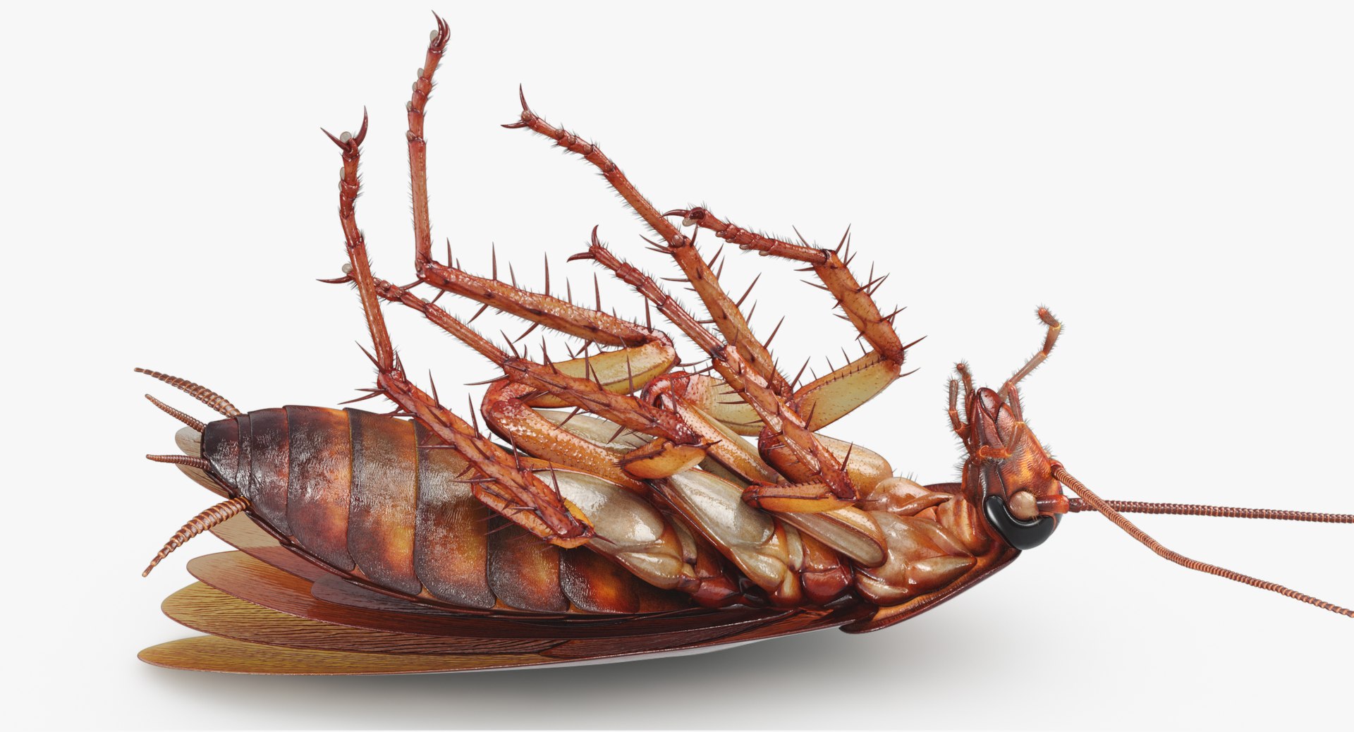 3D cockroach american animation https://p.turbosquid.com/ts-thumb/Vx/xZbP6W/uOdJdl4N/cockroach_angles_00010/jpg/1527408136/1920x1080/fit_q87/58bd50f7518e64c07a0e4ad201a344e3ec270e70/cockroach_angles_00010.jpg