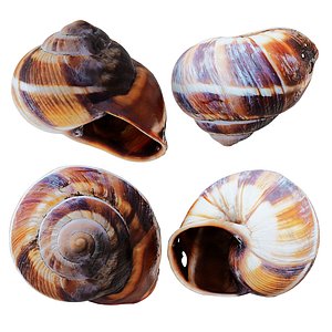 snail shell 3D model