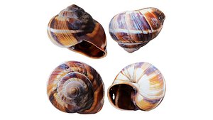 snail shell 3D model
