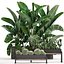 Decorative plants in flower pots for the interior 458