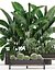 Decorative plants in flower pots for the interior 458