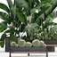 Decorative plants in flower pots for the interior 458