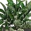 Decorative plants in flower pots for the interior 458