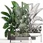 Decorative plants in flower pots for the interior 458