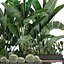 Decorative plants in flower pots for the interior 458
