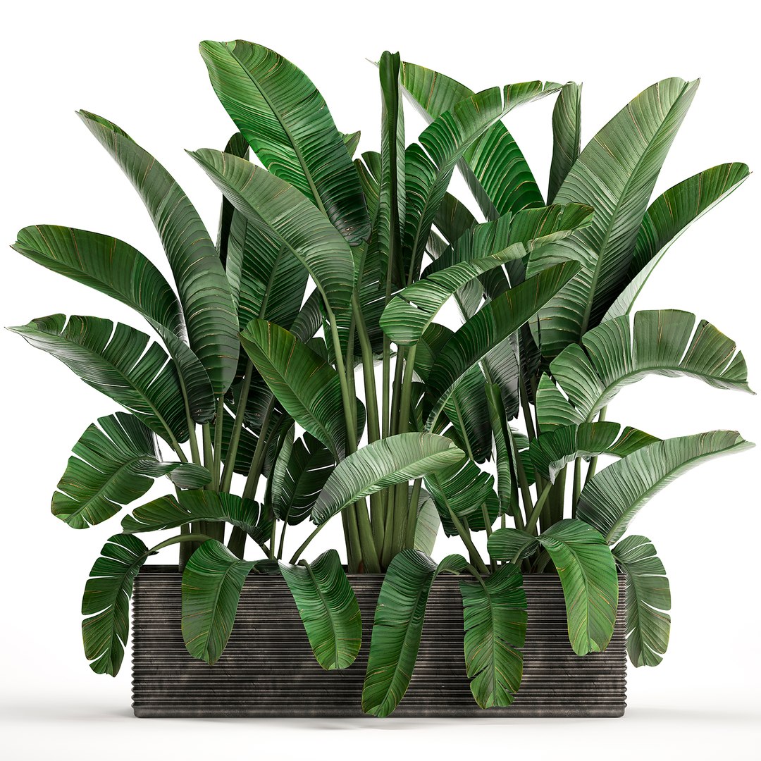 3D houseplants plants potted https://p.turbosquid.com/ts-thumb/Vy/08L0z9/nCAY8ChN/plantset1503202005/jpg/1584358606/1920x1080/fit_q87/c2fad069508b47c3e60d2356f874b4dadf85d9b5/plantset1503202005.jpg