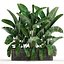 Decorative plants in flower pots for the interior 458