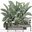 Decorative plants in flower pots for the interior 458