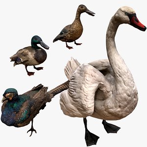 Birds Set Swan Ducks Pheasant